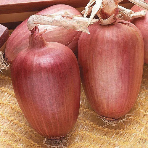 Лук Рамата ди Милано  красный 300 семян